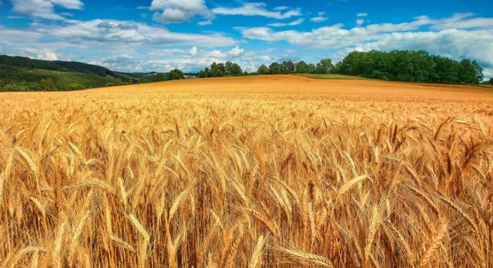 Fotowoltaika dla rolnictwa